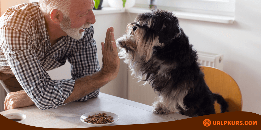 En äldre man med grått skägg sitter vid ett bord och tränar sin hund, som sitter på en stol och ger honom en high-five. Det finns en skål med hundmat på bordet framför dem. Mannen ler och ser glad ut, medan hunden koncentrerar sig på att utföra tricket.