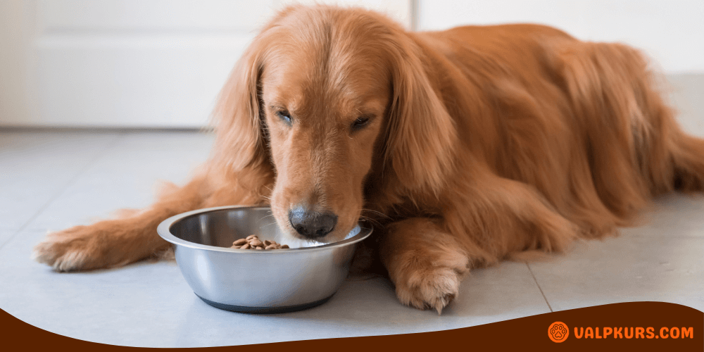 En Golden Retriever ligger ner på ett golv och äter torrfoder ur en rostfri matskål.