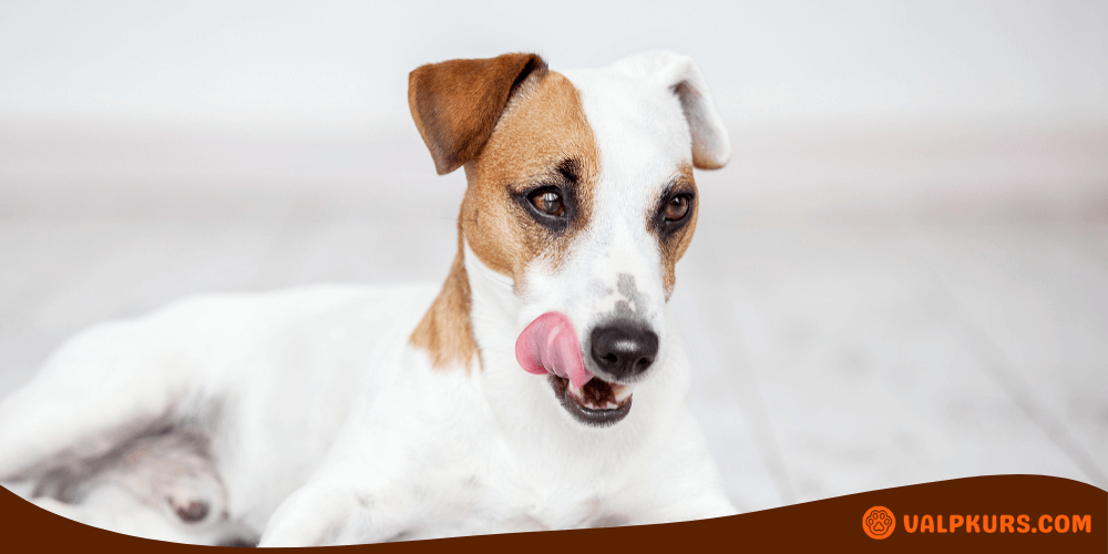 En Jack Russell-hund ligger på golvet och slickar sig om nosen, vilket antyder att den precis har ätit eller förbereder sig för att äta. Hunden ser nöjd och förväntansfull ut.