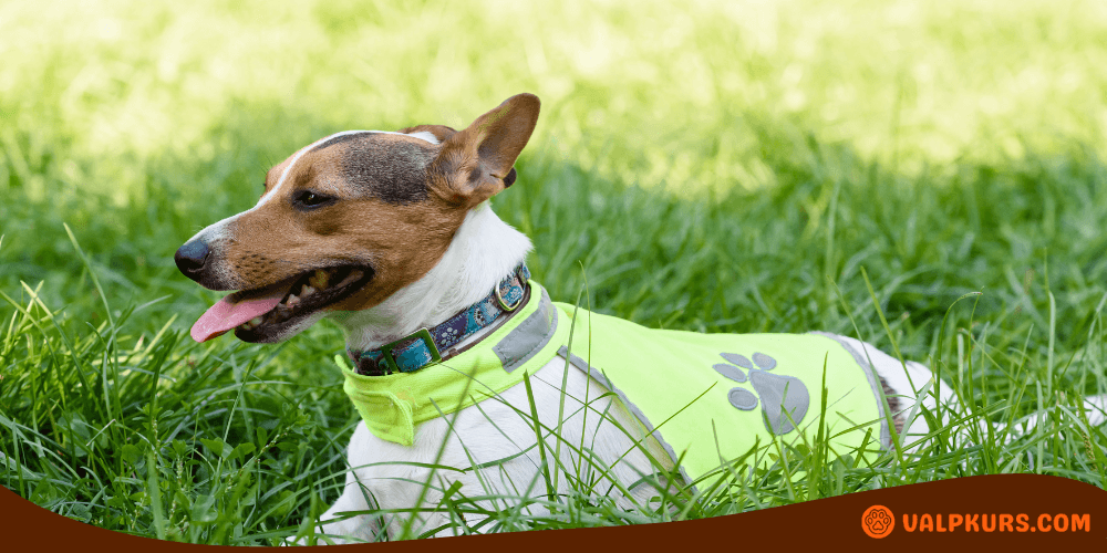 Hund bär en gul reflexväst medan den ligger i gräset utomhus.