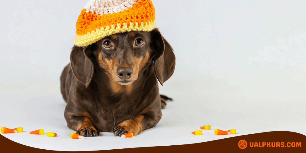 En söt brun tax ligger på en vit bakgrund och bär en orange, gul och vit stickad mössa. Runt hunden ligger det små godisbitar.