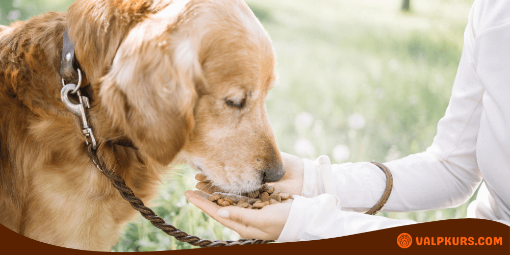 Golden retriever äter hundmat från en kvinnas hand utomhus.