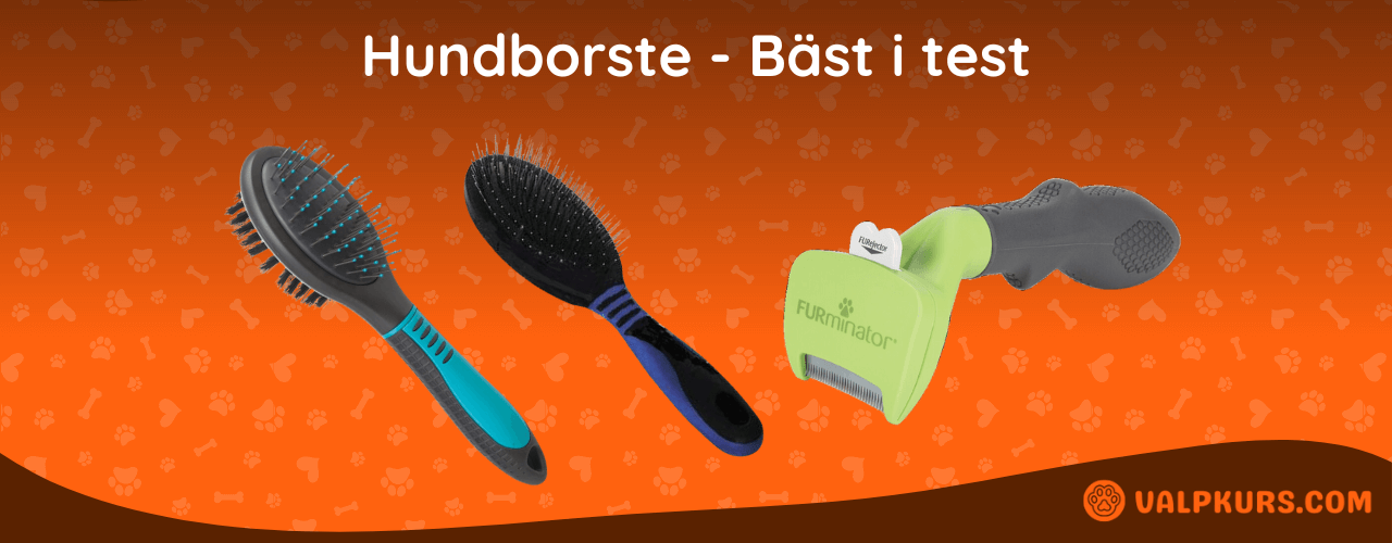 Hundborste Bäst i test