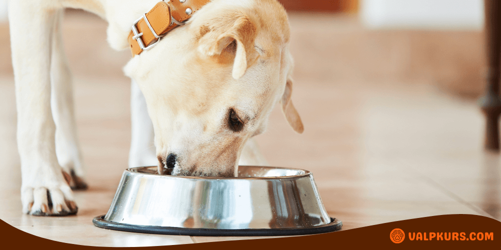 En labradorhund med beige päls och ett brunt läderhalsband äter från en metallskål som står på ett kaklat golv.