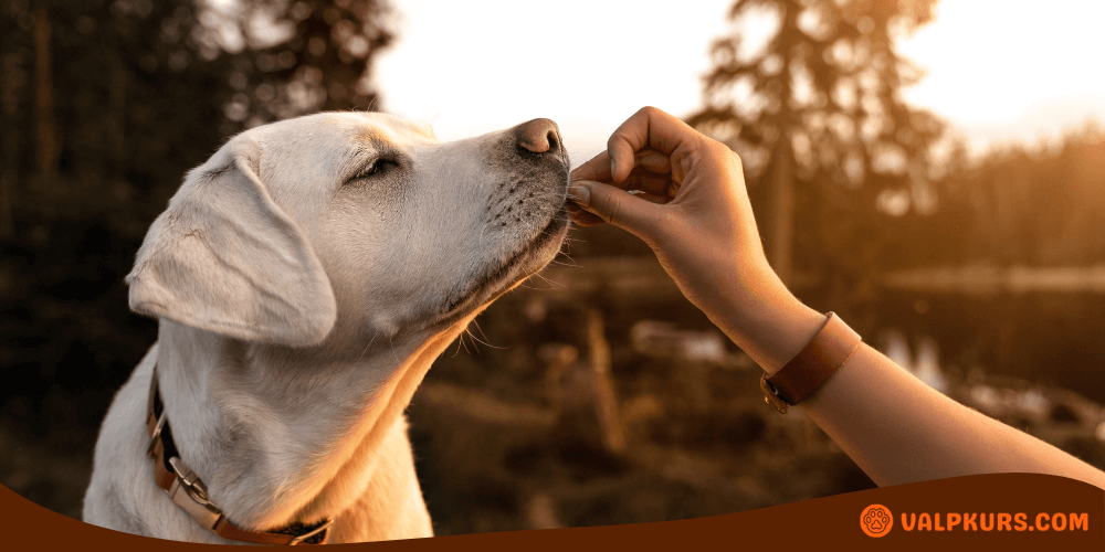 En vit labradorhund står ute i naturen vid solnedgången, och en person sträcker fram handen för att ge hunden en godbit. Hunden nosar på godbiten och verkar nöjd och fokuserad.