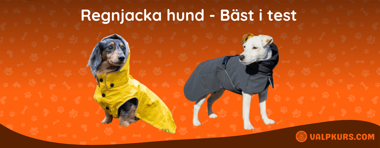 Regnjacka hund Bäst i test