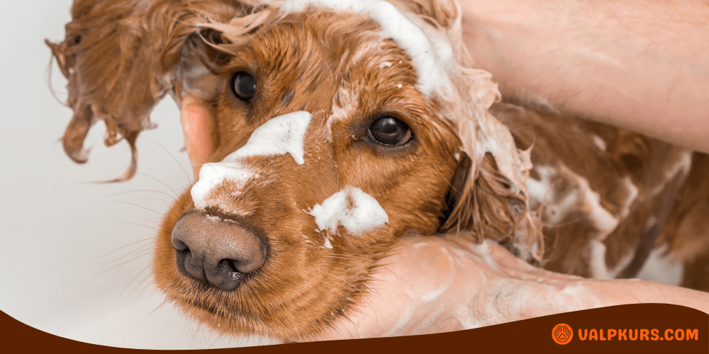 En hund med våt päls täckt av lödder från hundschampo, blir försiktigt rengjord av en person. Hunden har en fokuserad blick och pälsen är genomdränkt, vilket skapar bubblor runt huvudet.