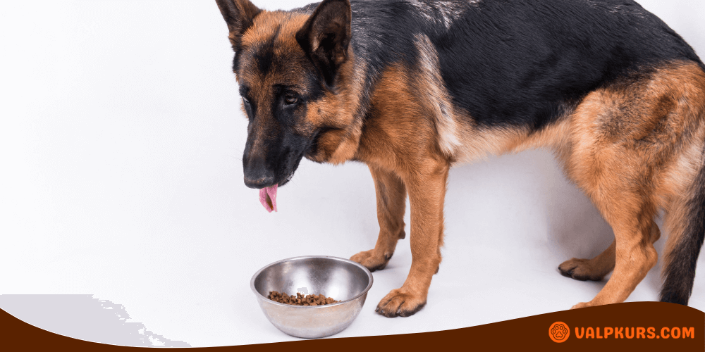 Schäferhund står vid en matskål med hundmat, med tungan ute.