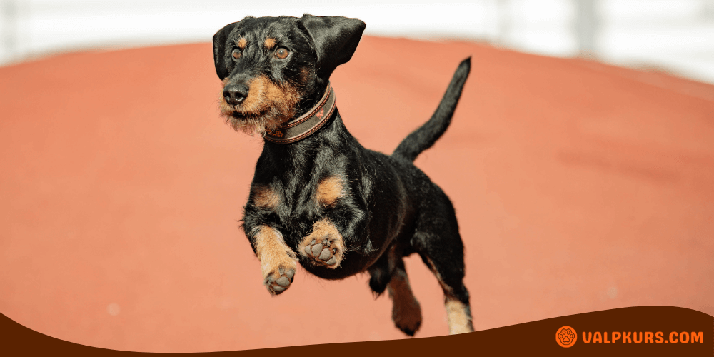 Liten hund hoppar med energi utomhus.