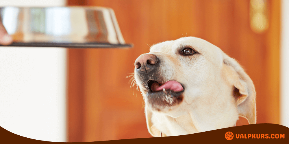 En hungrig hund tittar upp på en person som håller en matskål. Hunden slickar sig om munnen i förväntan på att bli matad.