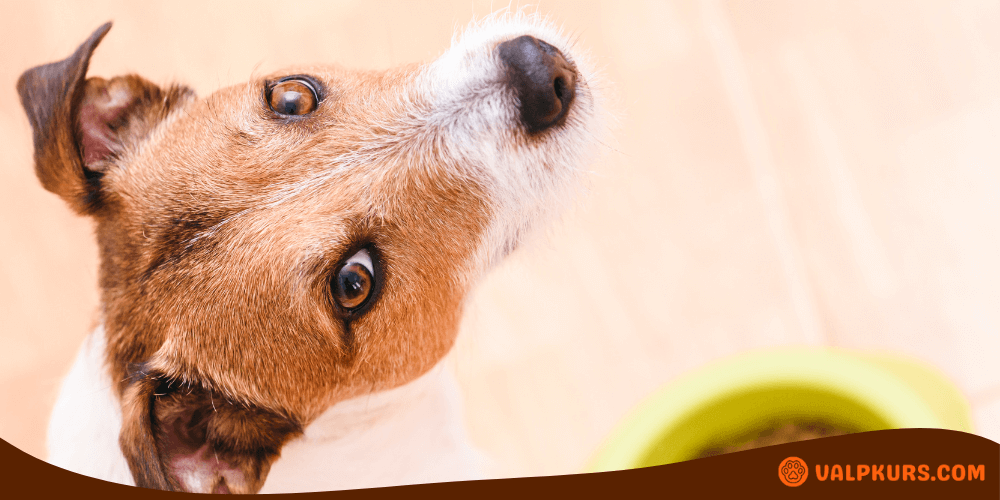 Jack Russell-terrier som tittar upp mot kameran bredvid en matskål.