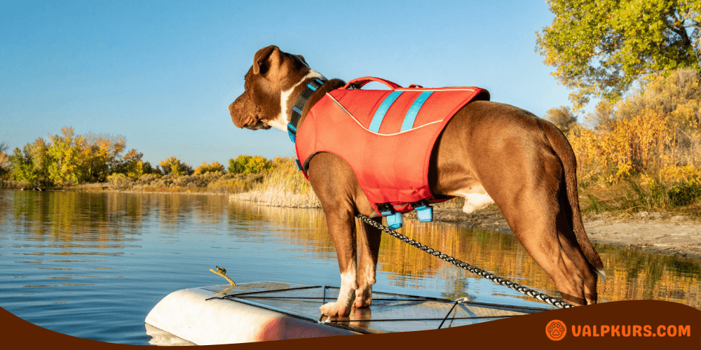 Hund i röd flytväst står på en brygga och tittar ut över vattnet.