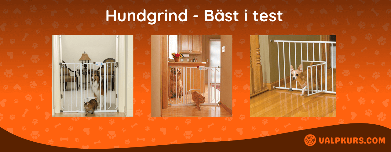 Hundgrind Bäst i test