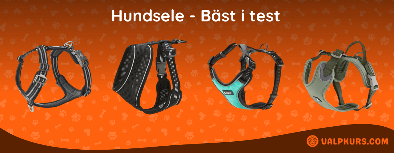 Hundsele Bäst i test