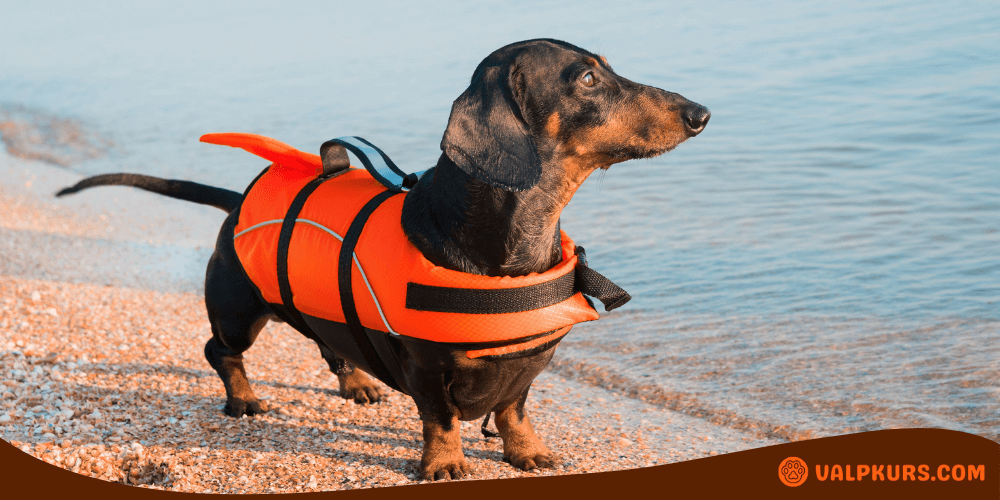 Tax i orange flytväst står på strandkanten nära vattnet.