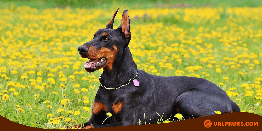 Dobermann hund liggande i en fält av gula maskrosor, glad och avslappnad, vår- eller sommardag.