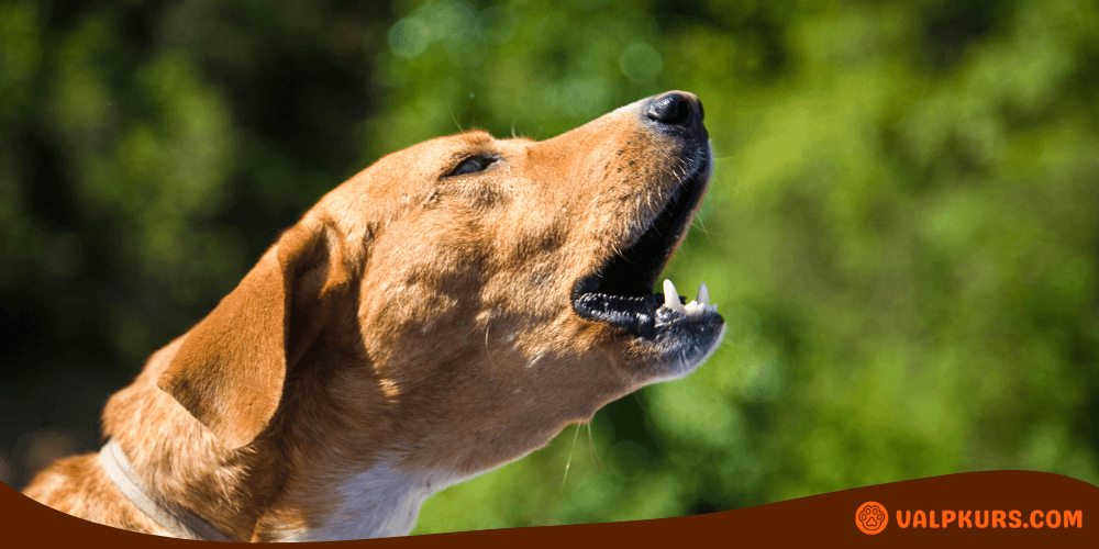 Brun hund som skäller utomhus med grönska i bakgrunden.