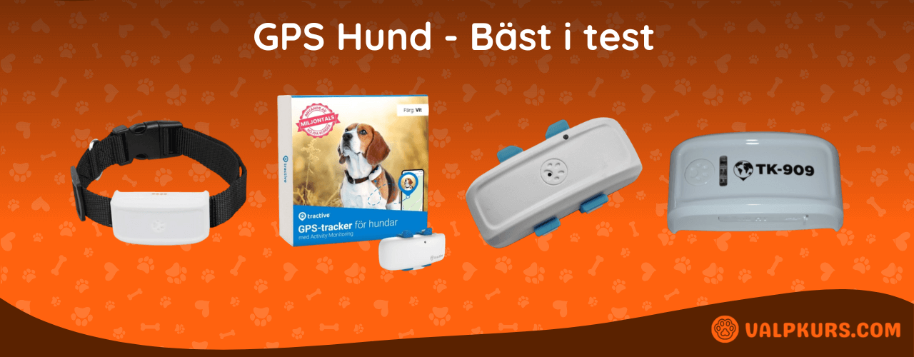 GPS Hund Bäst i test