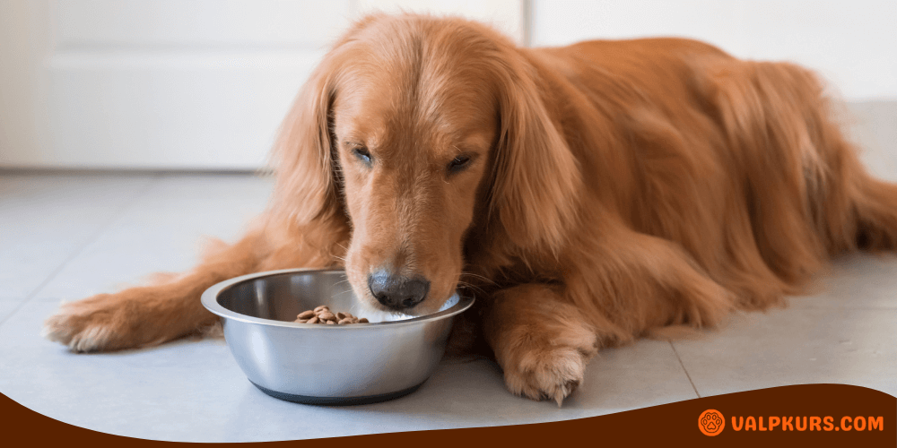 Golden Retriever-hund äter från en metallskål liggandes på golvet inomhus.