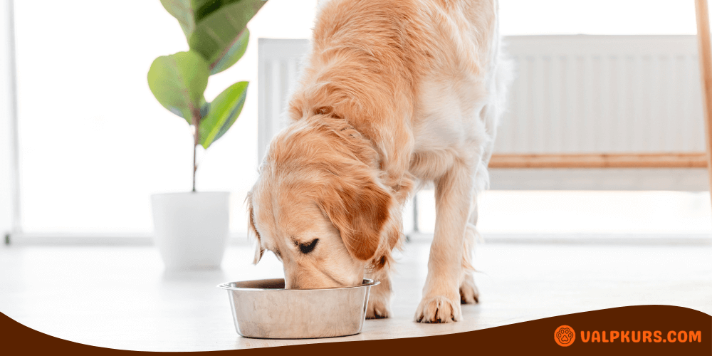 Golden Retriever-hund äter från en metallskål på golvet inomhus.