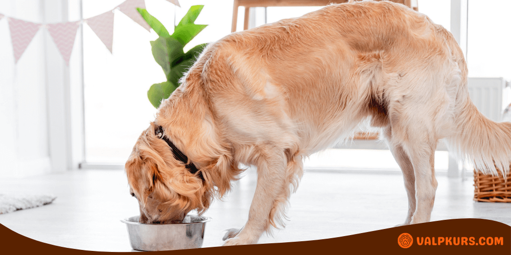 Golden Retriever äter ur en metallskål inomhus.