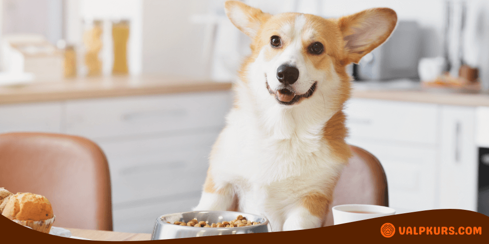 Corgi-hund sitter vid matbord med en skål mat och ser glad ut.