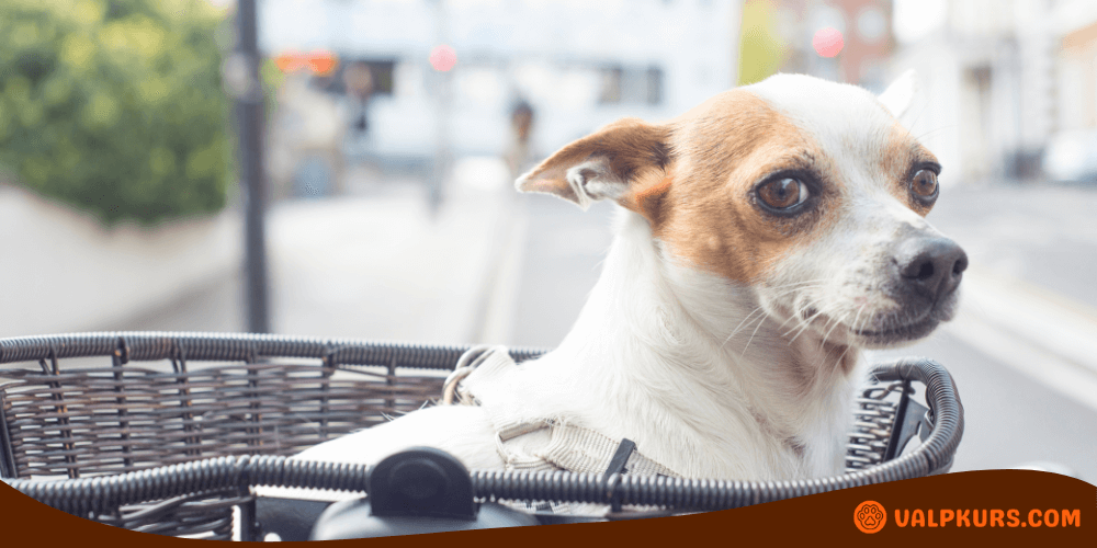 Hund sitter i en cykelkorg under en cykeltur i stadsmiljö.