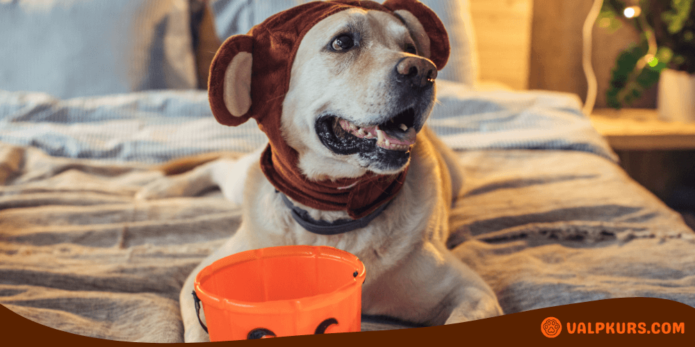 Hund utklädd med apdräkt på Halloween, väntar på godis med orange hink.