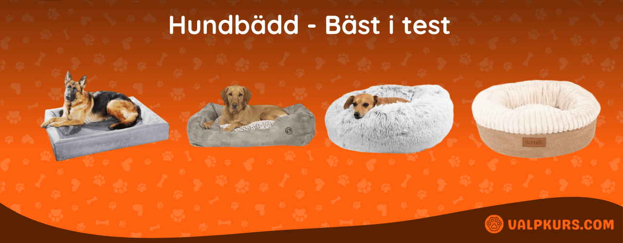 Hundbädd Bäst i test