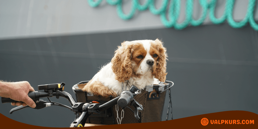 Hund sitter i en cykelkorg på en cykel.