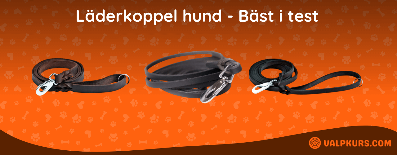 Läderkoppel hund Bäst i test