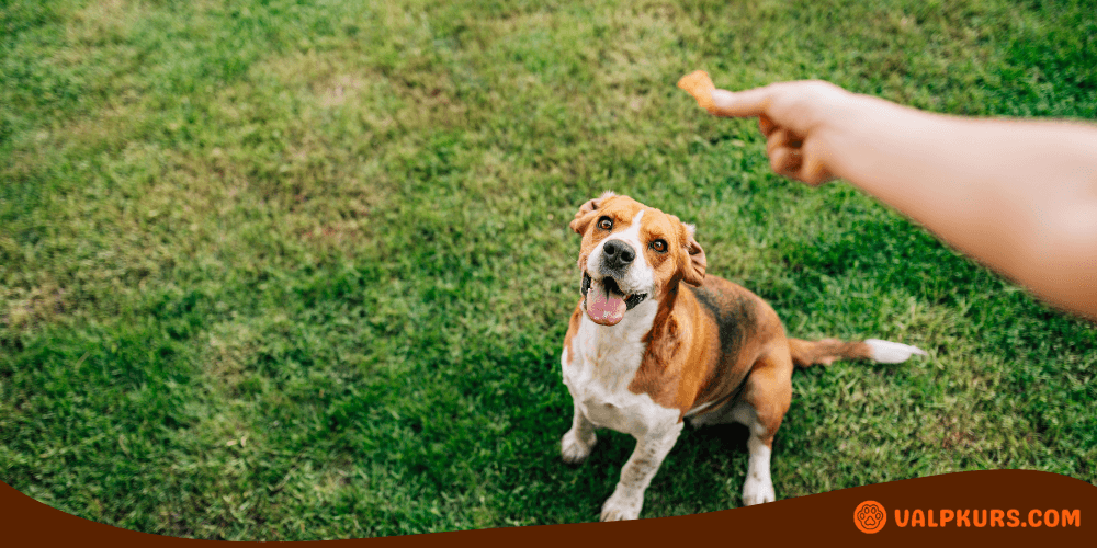 Glad beagle-hund väntar på en godbit utomhus på gräs.