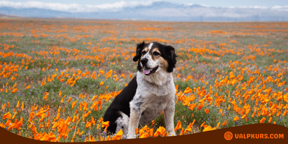 Glad hund sitter bland orangea blommor på en äng.