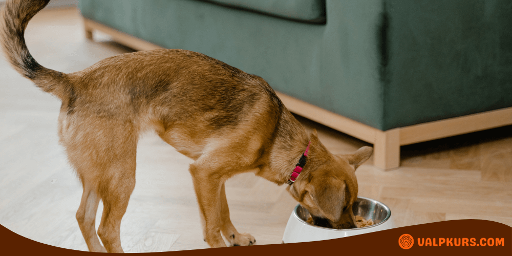 Hund med röd halsband äter från en vit matskål inomhus.