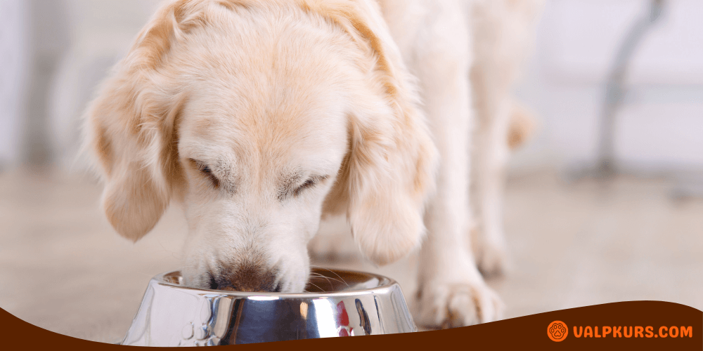 Hund äter ur en metallskål, serverad med Royal Canin hundfoder.