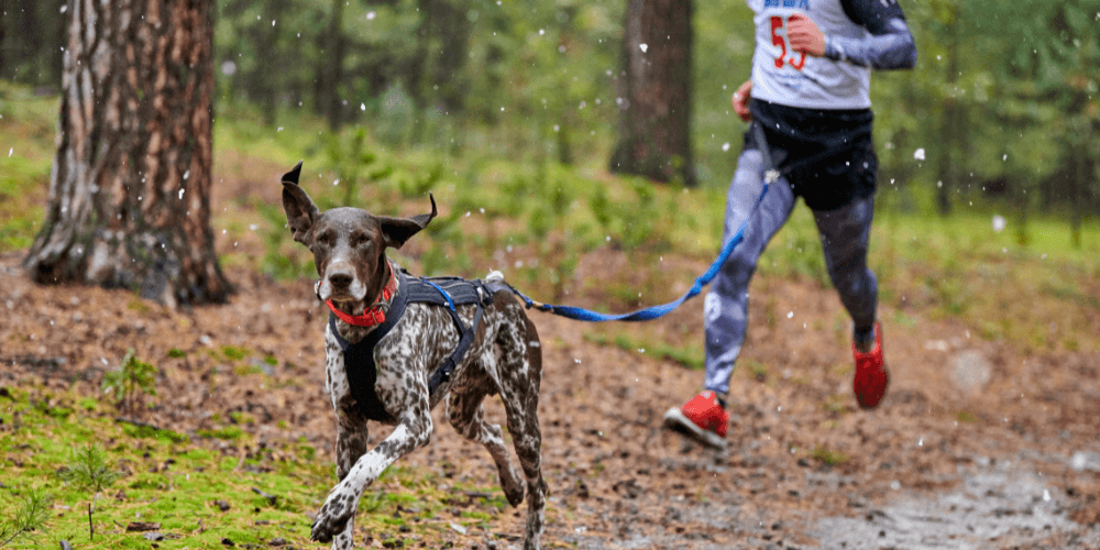 Hund i sele springer i skogen, kopplad till en löpare, utrustad med GPS-spårare för övervakning under motion.