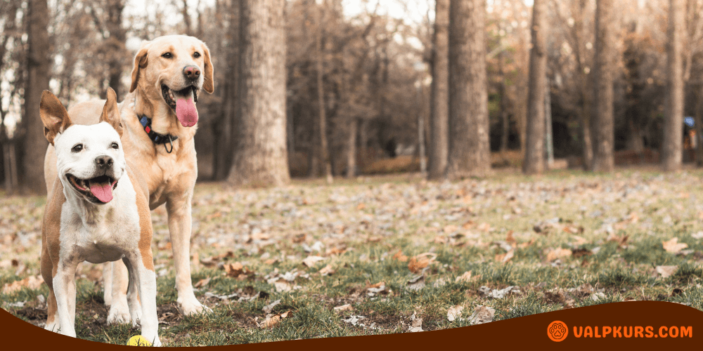 Två glada hundar leker utomhus, en gul labrador och en liten vit-brun hund med en gul boll.