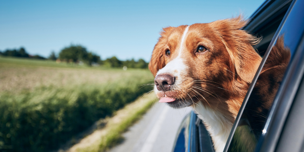 Hund tittar ut genom bilfönstret och njuter av bilresan på landsvägen.