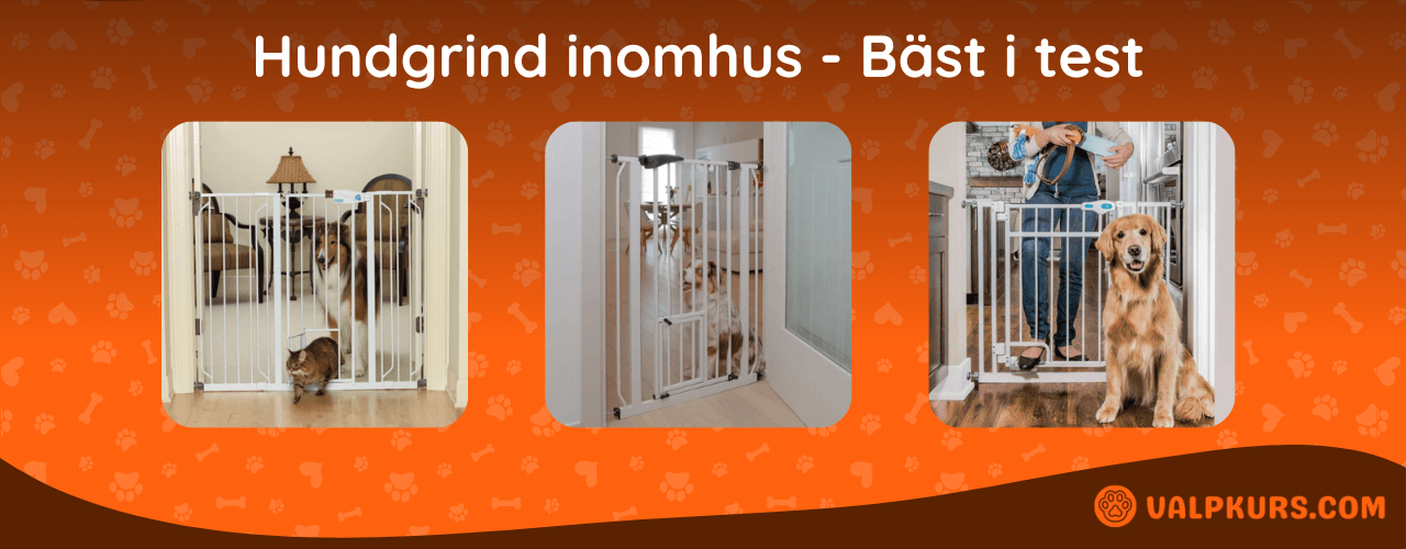 Hundgrind inomhus Bäst i test