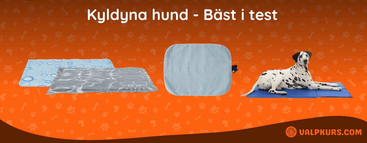 Kyldyna hund Bäst i test