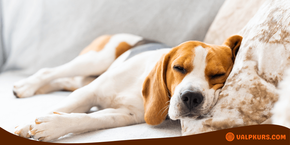 Beagle sover djupt på soffan, symboliserar trygg vila och kvalitativ hundsäng.