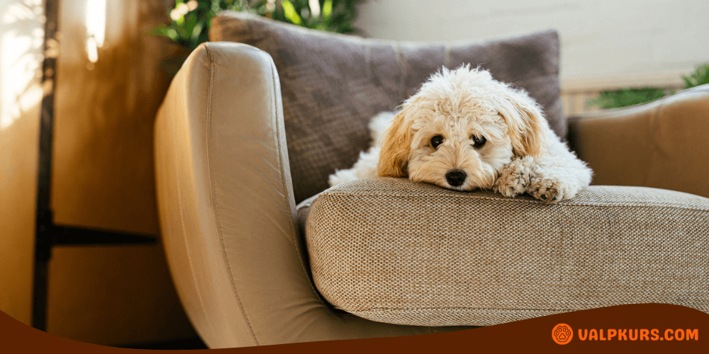 Liten hund vilar på fåtölj, illustrerar bekväm viloplats med trygghetskänsla.