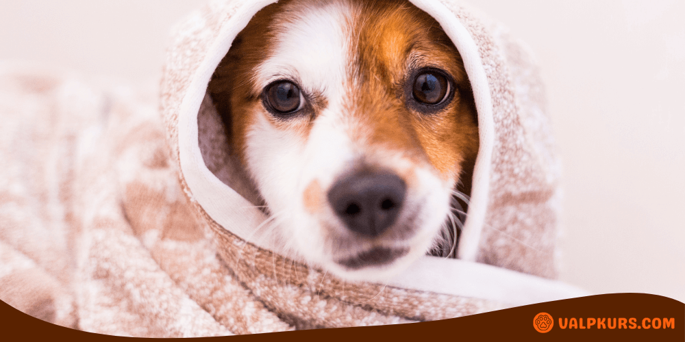 Söt hund insvept i handduk efter bad – redo för torkning och pälsvård hemma.