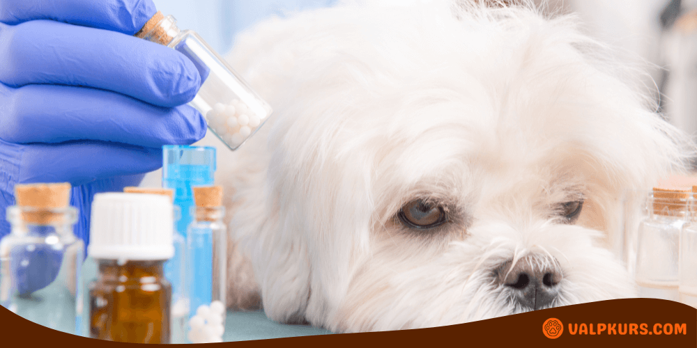 Liten vit hund i fokus med veterinärhand som håller medicin, symboliserar probiotikabehandling för husdjur.