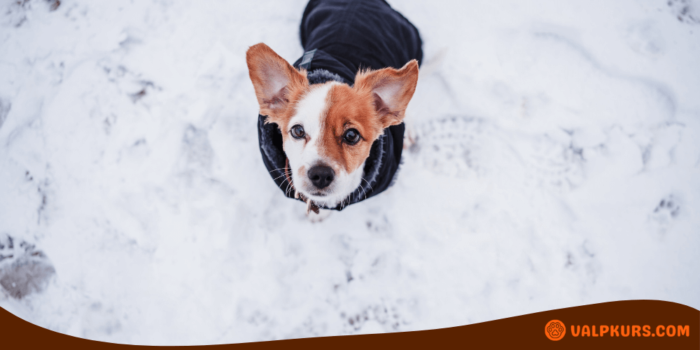 Liten hund med vinterjacka som står i snön och tittar upp, redo för kalla promenader.