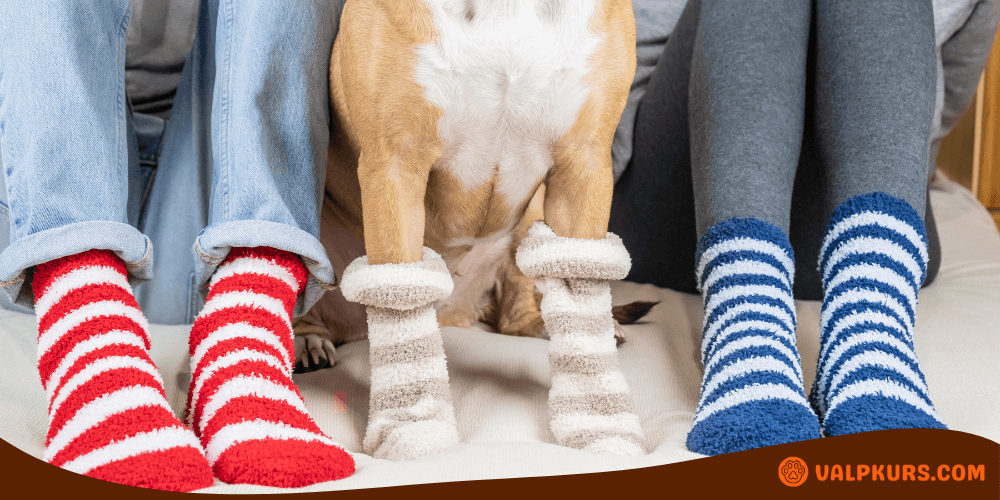 Hund i mjuka strumpor bredvid två personer – alla bär mysiga randiga sockor inomhus.