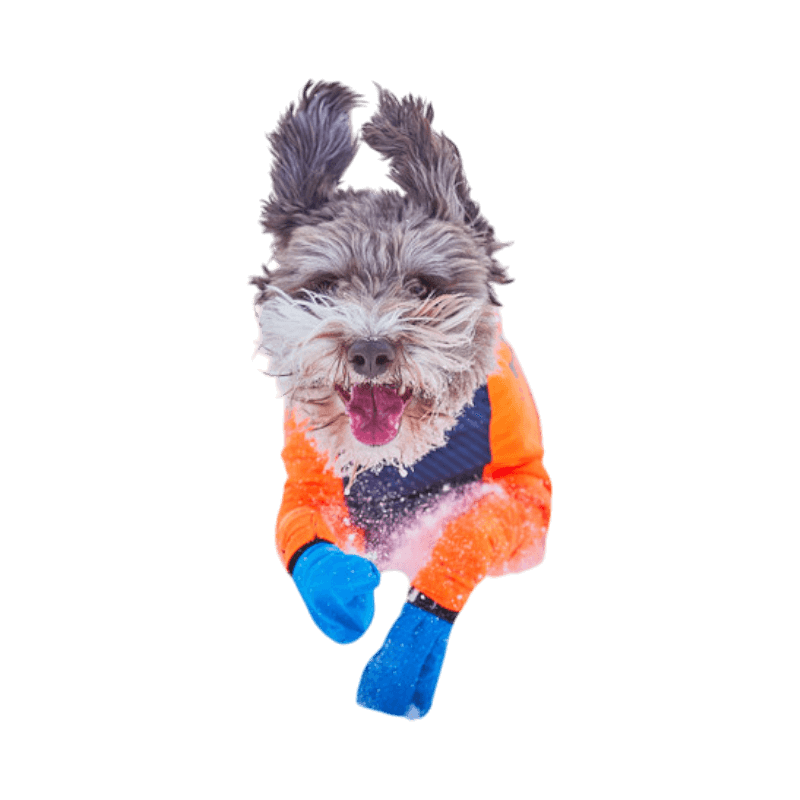Glad hund i snökläder och färgglada tasskydd springer genom snön i full fart.