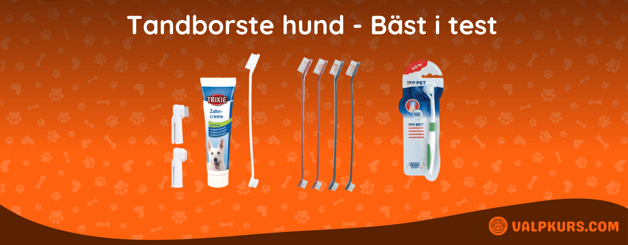 Tandborste hund Bäst i test