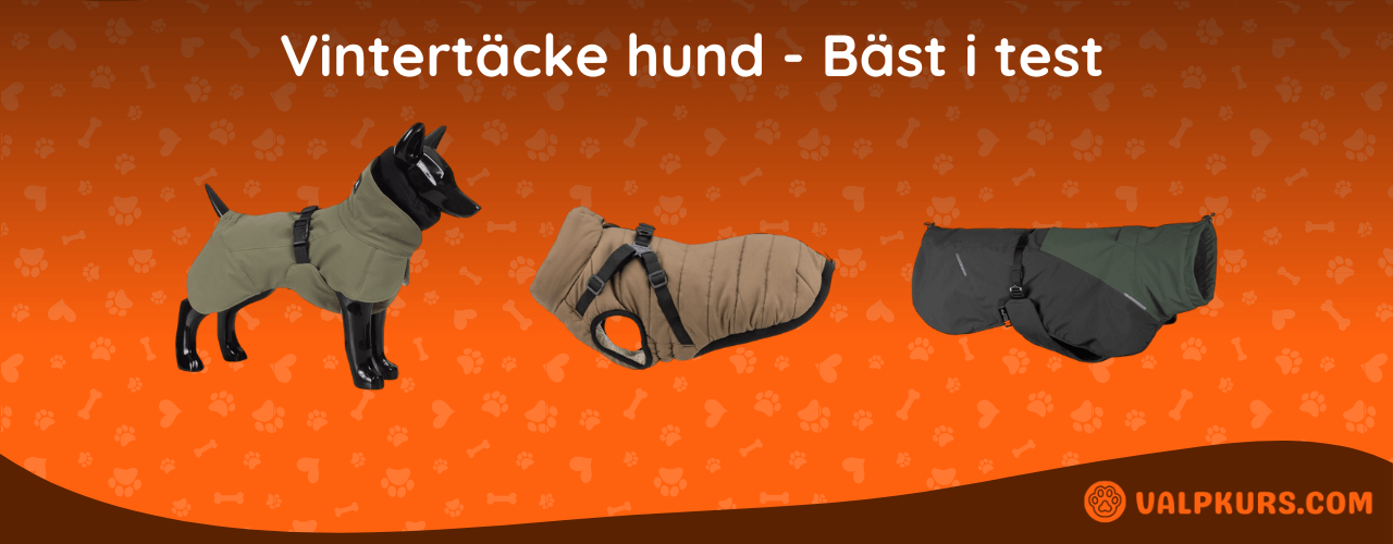 Vintertäcke hund Bäst i test