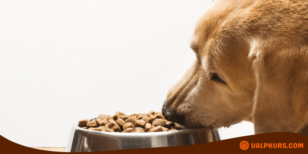 Golden retriever äter torrfoder från rostfri matskål – exempel på bästa hundskål för daglig utfodring.
